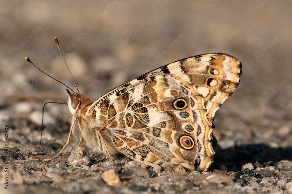 Obraz premium Butterfly