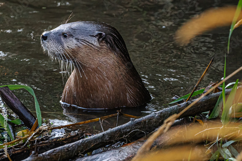 North American River Otter (Lontra canadensis)