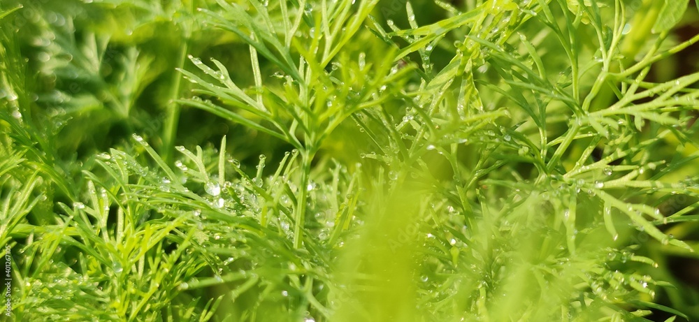 green grass background green grass background