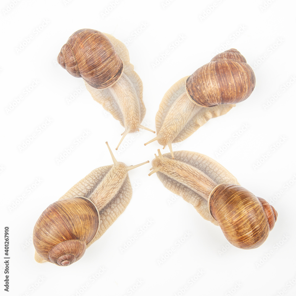Helix pomatia. grape snail on a white background. mollusc and invertebrate. gourmet protein meat food. communication of the individual in society Helix pomatia. grape snail on a white background. mollusc and invertebrate. gourmet protein meat food. communication of the individual in society