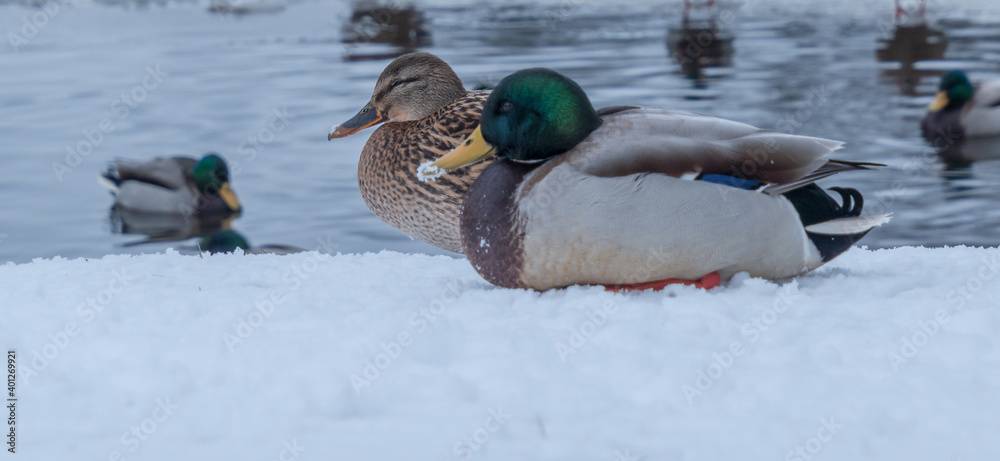 Obraz premium A pair of ducks in the snow in a park pond