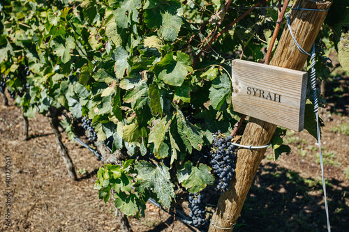 Bright bunches of fresh syrah grapes growing on vine with thin twigs and spiky leaves on vineyard plantation photo