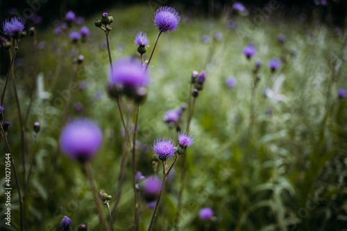 Delicate violet flowers of Cirsium heterophyllum on long thin leafless stems in green field on blurred background photo