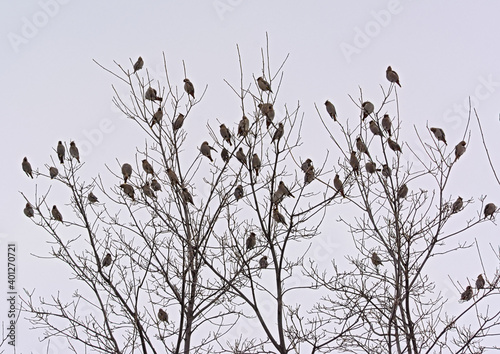 Group of Caridnals sitting on the branches of a bare tree with grey sky background 