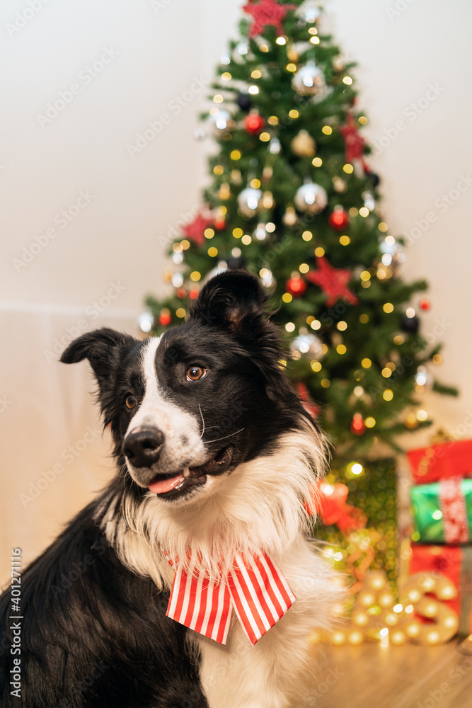 Cute fluffy Border Collie dog with bow sitting in bright room with sparkling lights of Christmas tree