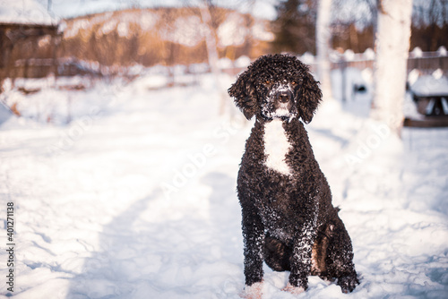 Wallpaper Mural Portuguese Water Dog playing in the snow in winter  Torontodigital.ca