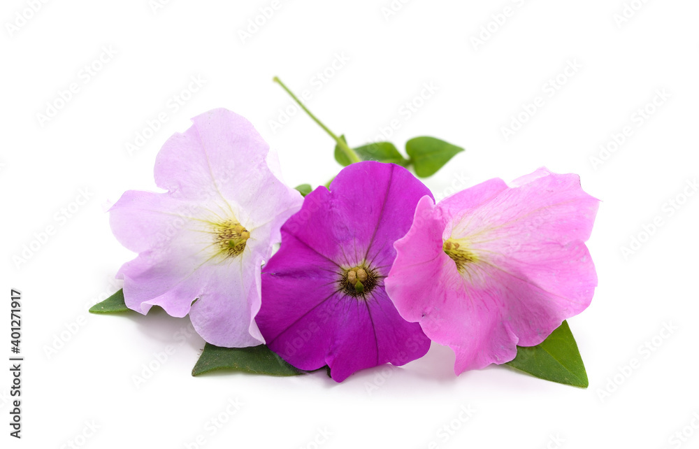 Fototapeta premium Bouquet of purple petunia.