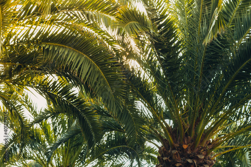 Tropical palm leaves with sunbeams  floral drawing background  real photo