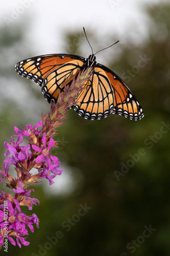 Butterfly © Randy Klimek