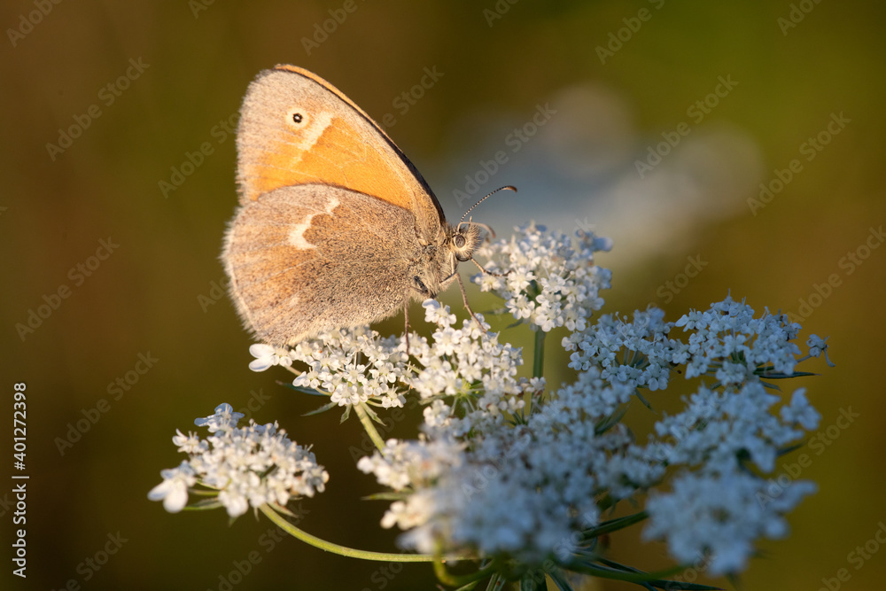 Obraz premium Butterfly