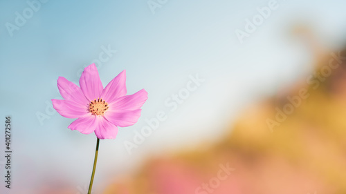 Close-up beautiful Pink cosmos flowers with yellow stamens  in the garden And has a blurred background in a hill