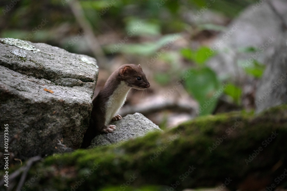 Weasel Weasel