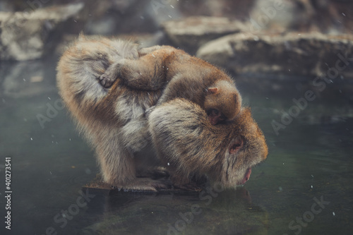 Side view of adult and baby snow monkeys drinking water from lake in Jigokudani Monkey Park in Yamanouchi