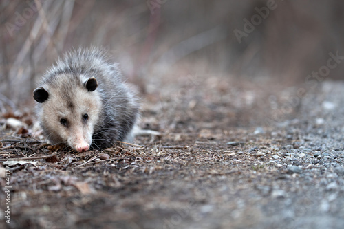Opossum 