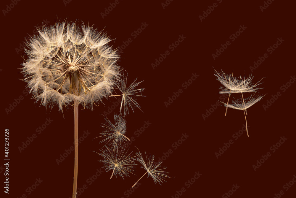 Dandelion seeds flying next to a flower on a dark red background Dandelion seeds flying next to a flower on a dark red background