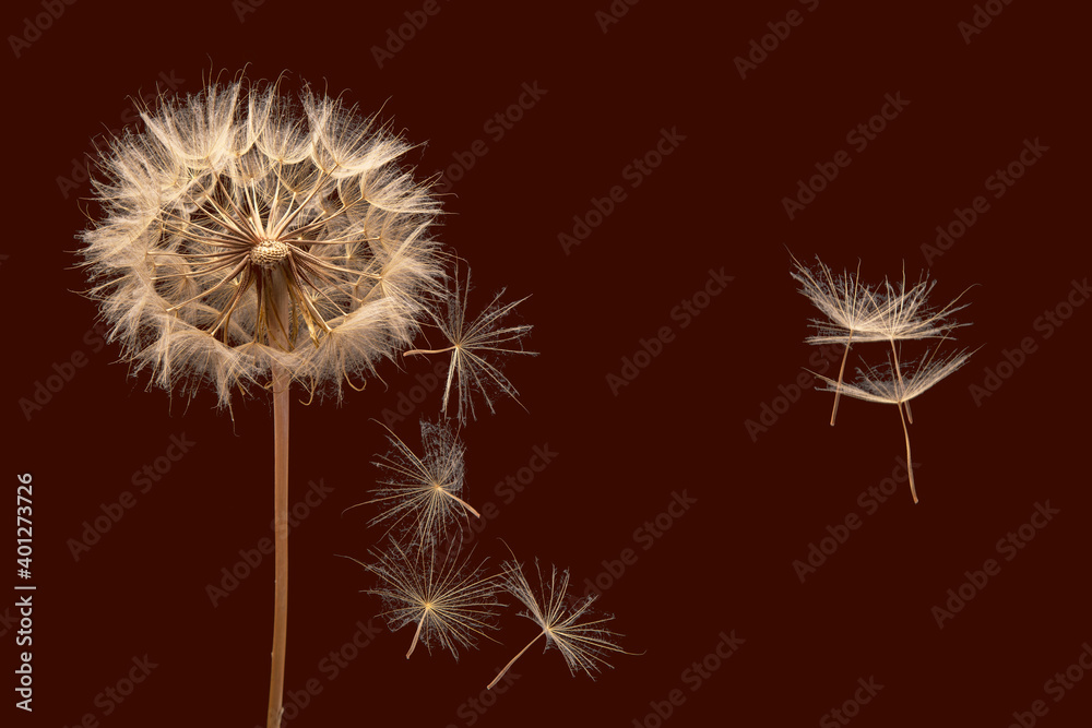 Dandelion seeds flying next to a flower on a dark red background