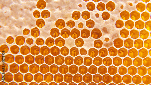 Fotografie bee fresh honey in combs
