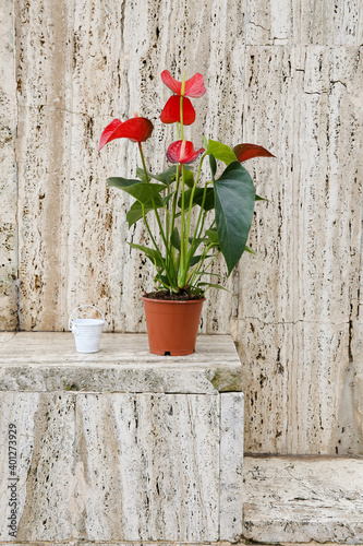 Anthurium flower is a heart-shaped flower. Anthurium red. Flamingo flowers or Boy flowers Pigtail Anthurium in the flowerpot. Anthurium andraeanum (Araceae or Arum) symbolize hospitality.