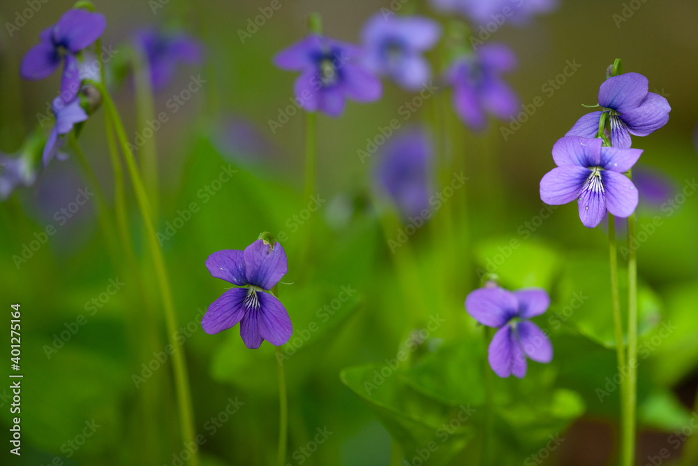 Flowers Flowers