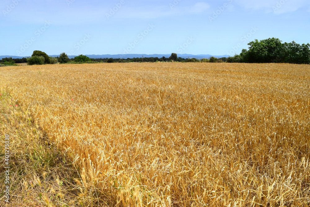 Fototapeta premium Wheat field on a sunny summer day