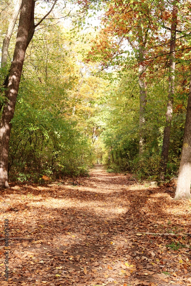 Fototapeta premium Viernheimer Herbstwald