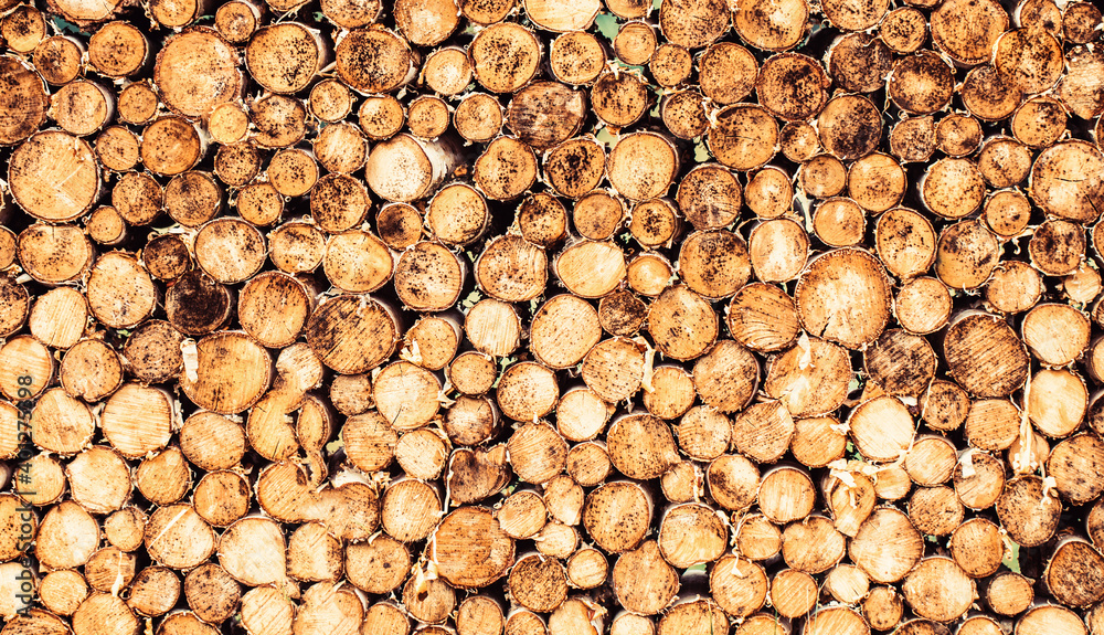 Tree stumps background. Pieces of teak wood stump background. Round teak wood stump. Round teak woods trees circle stumps cutted group. Deforestation