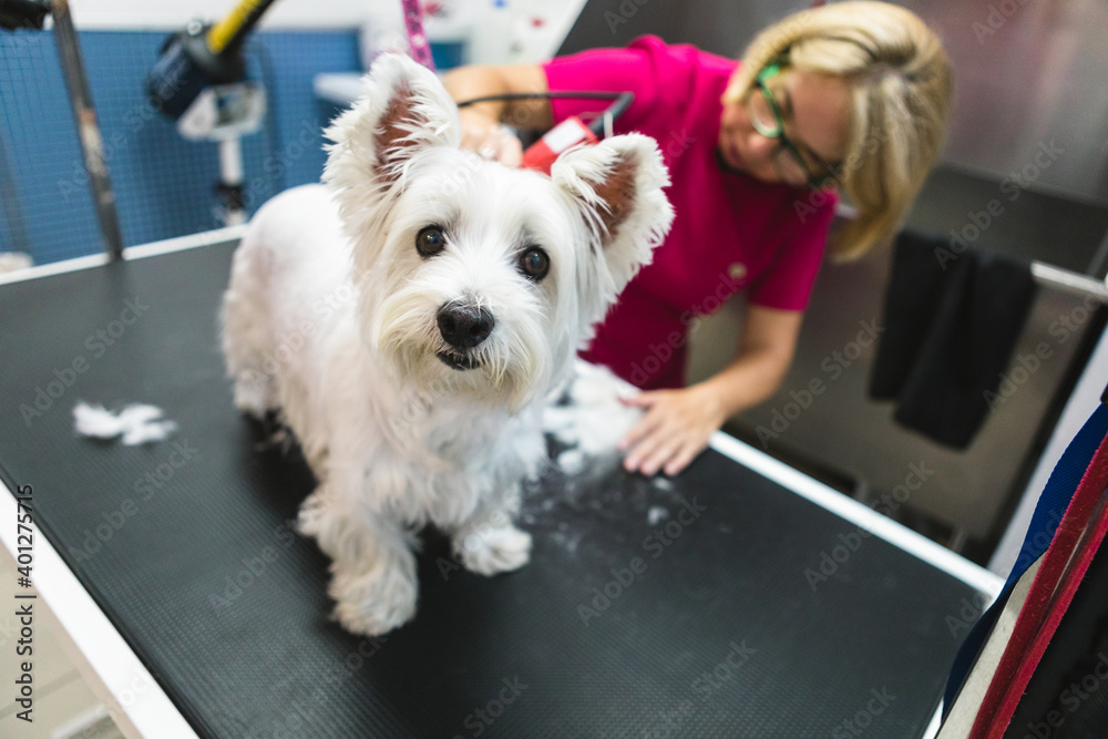 From above of crop female groomer in eyeglasses and uniform using trimmer during procedure with fluffy dog on grooming table From above of crop female groomer in eyeglasses and uniform using trimmer during procedure with fluffy dog on grooming table