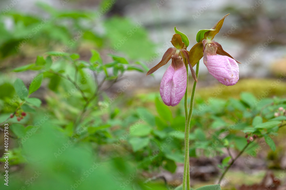 Obraz premium pink lady's slipper flower