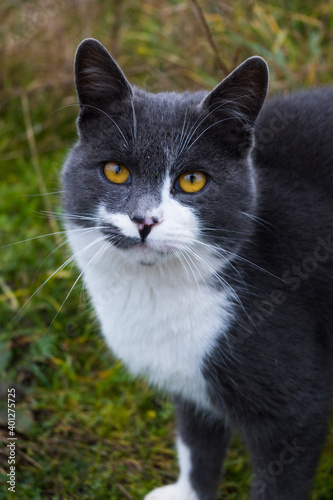 Gray rural cat with yellow eyes in natural environment.