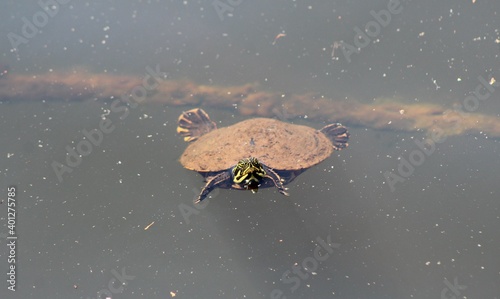 turtle on the water