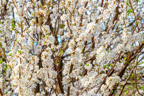 Flowering trees. Spring background with abundant plum flowers