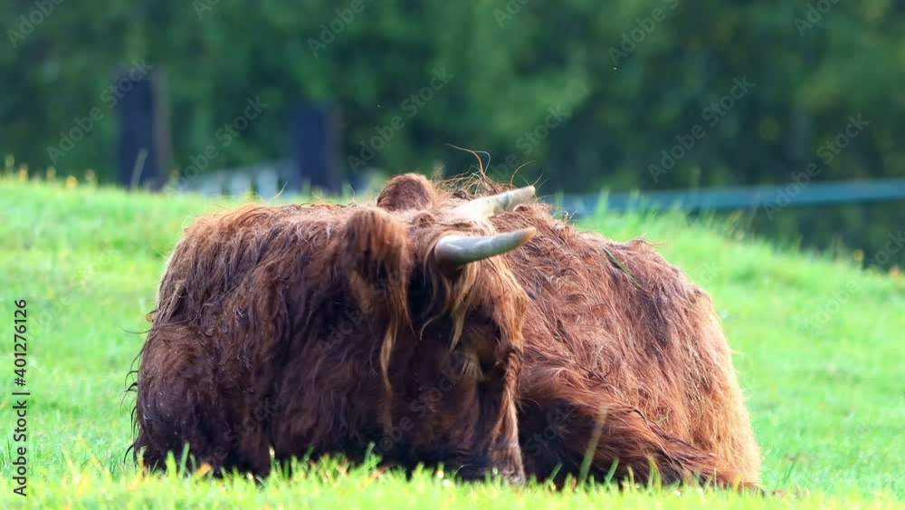 Highland Cattle Iies On meadow
