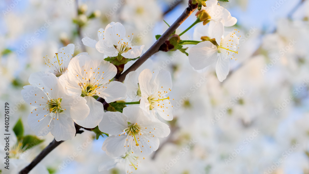 Spring light background with white cherry flowers