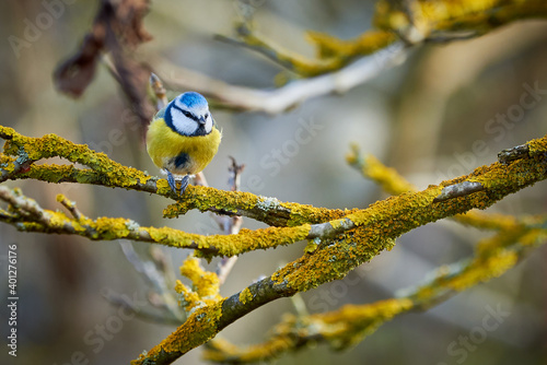 Eurasian blue tit bird ( Cyanistes caeruleus ) sitting on a branch in winter season