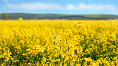 Yellow field with rapeseed flowers. Rapeseed cultivation © Volodymyr