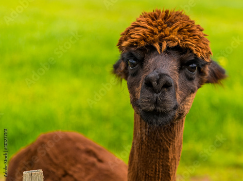 A friendly chocolate brown Alpaca stares enquiringly into the camera in Charnwood Forest, UK on a spring day shot with face focus and blurred background