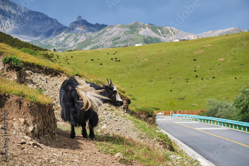 Wild bulls with horns eating grass and pasturing while walking in fresh filed