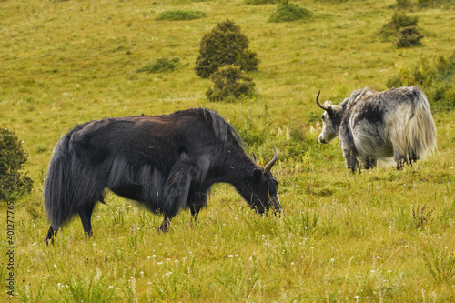 Wild bulls with horns eating grass and pasturing while walking in fresh filed photo