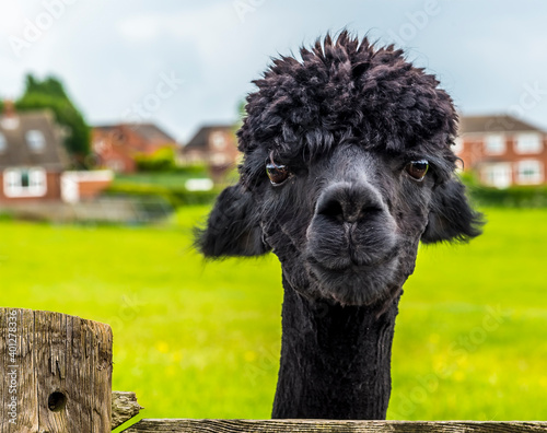 A friendly black Alpaca comes to say 