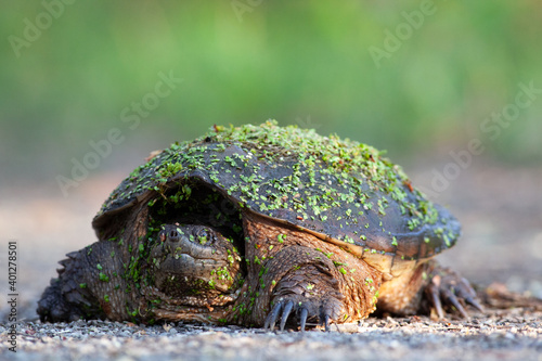 Snapping turtle