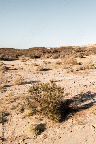 Picturesque scenery of semi desert terrain with dry plants against cloudless blue sky photo