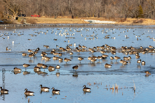 Flock of Canada geese on the river