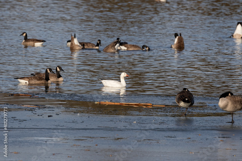 The snow goose with flock of Canada geese on the river.