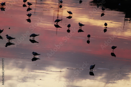 seagulls on frozen Arno river in Florence and the reflection of sunset on Arno. © FarazHabiballahian