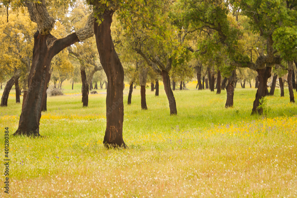 Naklejka premium Holm oaks in a field of yellow wildflowers in pastures of Extremadura