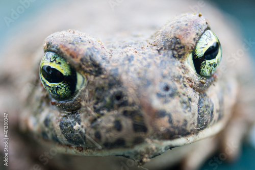 Close-up of a toad's eyes.Front view. Close-up of amphibian animals.