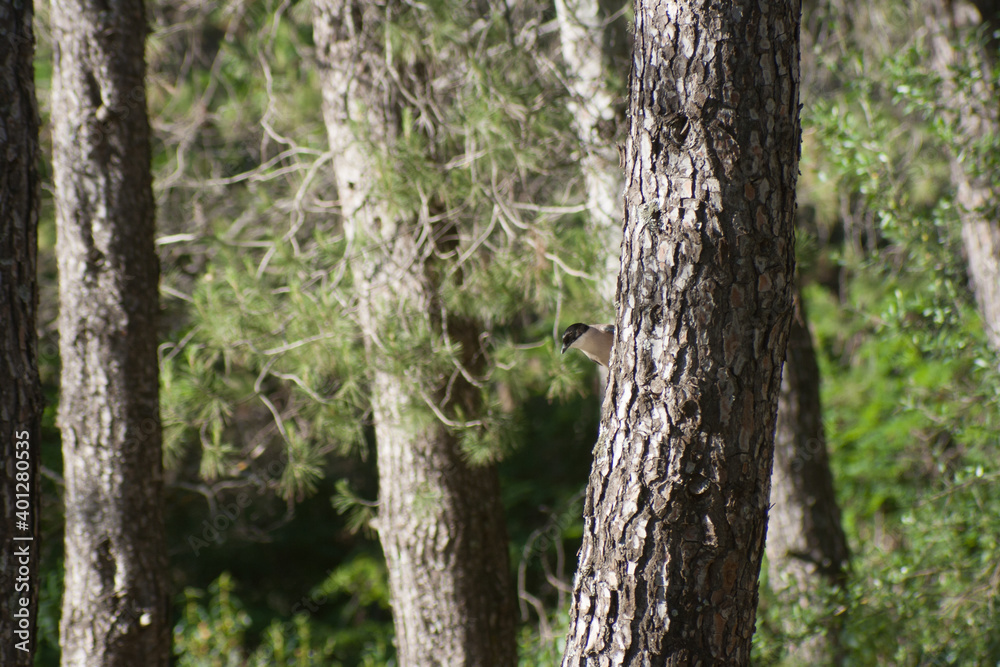 An Azure-winged magpie hiding behind a pine tree pokes its head out looking at us, in the Monfrague National Park. An Azure-winged magpie hiding behind a pine tree pokes its head out looking at us, in the Monfrague National Park.