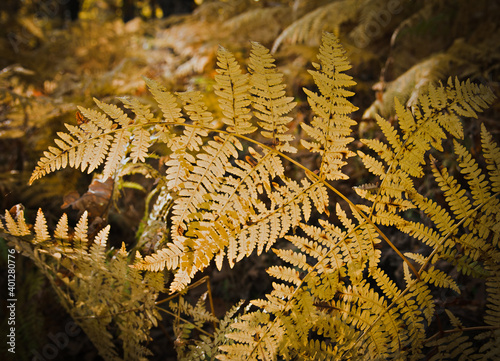 Gold colour ferns leaves green foliage natural floral fern background in sunlight.