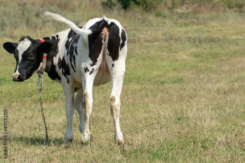 A young calf grazes in a clear meadow. A cow on a leash on the chain in an ecologically clean area. Domestic private cattle breeding.