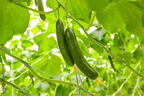 Growing cucumbers in industrial agricultural greenhouses. Close-up photos of plants.